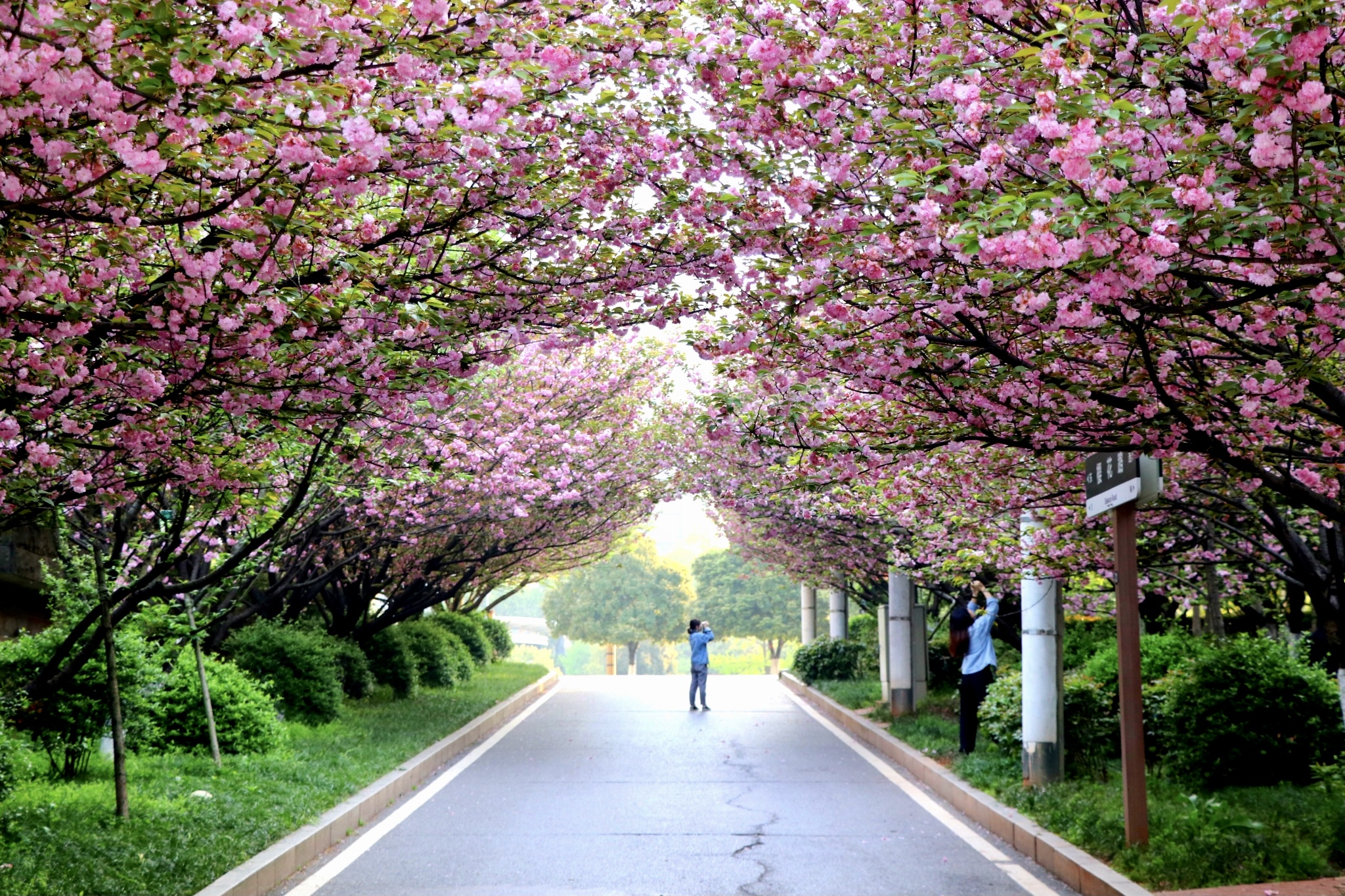 校园一角（11）