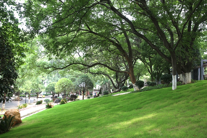 校园一角（12）